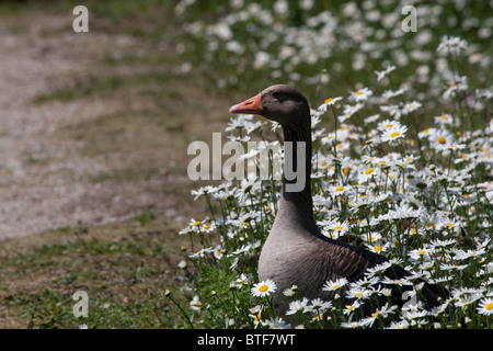 Graugans in Gänseblümchen Stockfoto