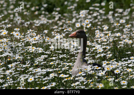 Graugans in Gänseblümchen Stockfoto