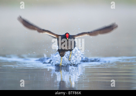 Teichhühner ausziehen Stockfoto