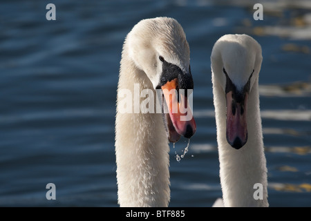 Ein paar Höckerschwäne anzeigen Stockfoto