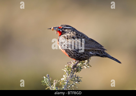 Erwachsene männliche lange tailed Wiese Lerche (Sturnella Loyca) ernähren sich von rodet im Frühling, Tierra Del Fuego Argentinien Stockfoto