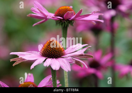 Nahaufnahme von Echinacea, Rosa Kegel Blumen Stockfoto
