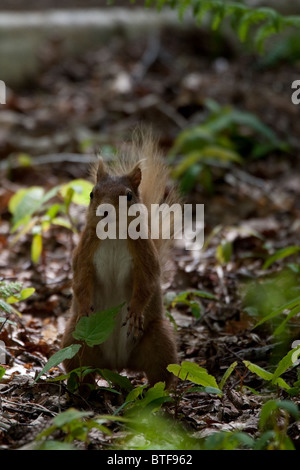 Aufrechte rote Eichhörnchen auf Nahrungssuche Stockfoto