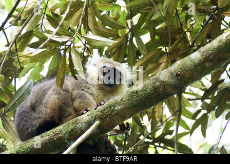 Madagaskar, Amber-Nationalpark. Sanford Brown Lemur (Eulemur Sanfordi) in einem Baum Stockfoto