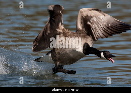 Kanadagans schwarz laufen auf dem Wasser Stockfoto