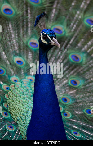 Männlicher Pfau mit schillernden Gefieder Stockfoto