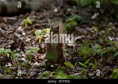 Aufrechte rote Eichhörnchen auf Nahrungssuche Stockfoto