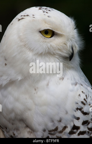 Schneeeule Stockfoto