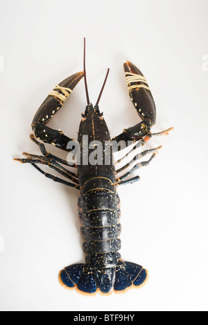 Frischer Hummer Stockfoto