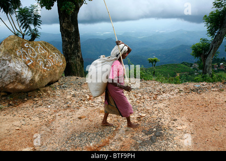 Tee-Picker zu Fuß in einer Teeplantage in Nuwara Eliya, Sri Lanka. Stockfoto