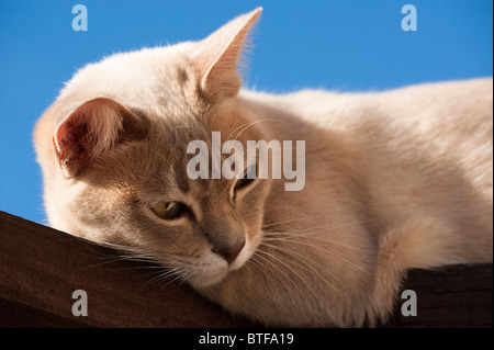 Junge weibliche Burmilla Katze in der Sonne Stockfoto