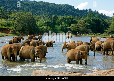 Elefanten Baden im Fluss bei Pinnawela Elephant Orphanage, Sri Lanka. Stockfoto