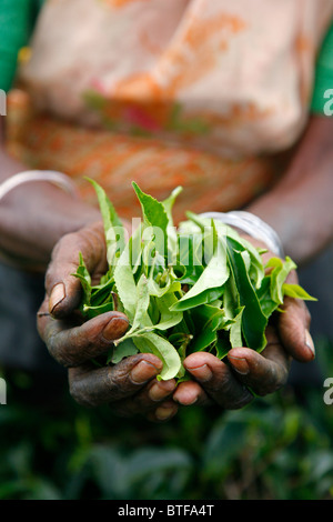 Frau arbeitet in einer Teeplantage hält Tee Blätter, Nuwara Eliya, Sri Lanka. Stockfoto