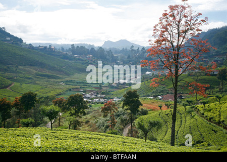 Häuser und Teeplantagen in Nuwara Eliya, Sri Lanka. Stockfoto