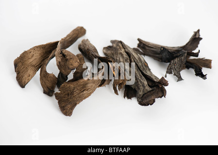 Trompete von Tod Pilze (Craterellus Cornucopioides) Stockfoto