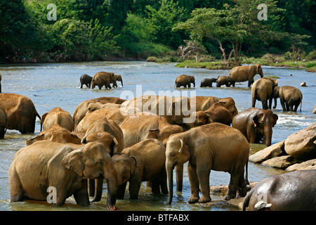 Elefanten Baden im Fluss bei Pinnawela Elephant Orphanage, Sri Lanka. Stockfoto