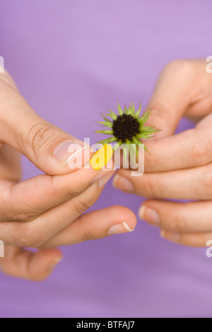 Blütenblätter von Blumen pflücken Stockfoto