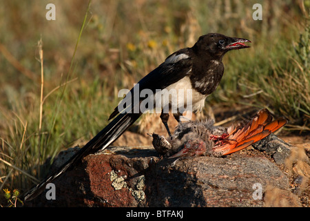 Ein schwarz-billed Magpie Essen Nord Flimmern in Colorado. Stockfoto