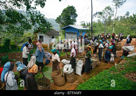 Frauen arbeiten bei einer Teeplantage bringen ihre Ernte gewichtet werden. Nuwara Eliya, Sri Lanka. Stockfoto