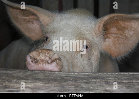 Schwein in seinem Schweinestall, Pays Basque, Frankreich Stockfoto