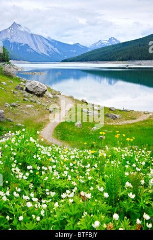 Wildblumen auf dem Ufer von Medicine Lake im Jasper Nationalpark, Kanada Stockfoto