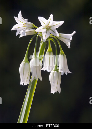 Allium Triquetrum Stockfoto