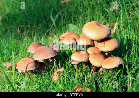 Goldene farbige Pilze wachsen wild in Surrey England UK. Stockfoto