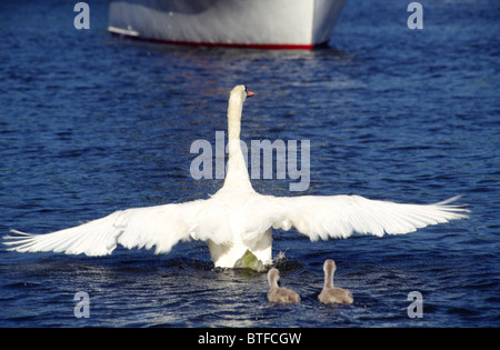 Erwachsenen Höckerschwan Cygnus Olor, mit Cygnets auf Fluß Themse, UK Stockfoto