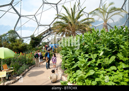 Mediterrane Biome in Eden Project, Cornwall, England, Großbritannien Stockfoto