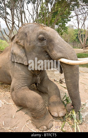 Elefant kniet am Boden mit Bambussprossen in Patara Elefanten Farm, ein Elefant Rettungsaktion in Chiang Mai. Stockfoto