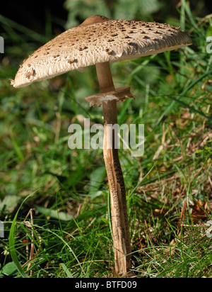 Parasol Pilz - Macrolepiota procera Stockfoto