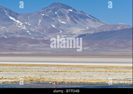 Die Anden-Flamingo (Phoenicopterus Andinus) auf 3800 m Höhe der Laguna Santa Rosa Nevado Tres Cruces N.P. hohen Anden Chiles Stockfoto