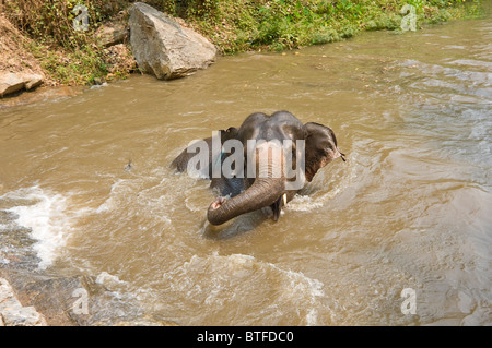 Elefant spielt im sprudelnden Wasser am Wasserfall. Patara Elefanten Farm, ein Elefant Rettungsaktion, Chiang Mai Thailand Stockfoto