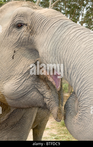 Nahaufnahme der Elefanten im Patara Elefanten Farm, ein Elefant rescue Programm in Chiang Mai wo Besucher "ein Elefant für einen Tag besitzen" Stockfoto