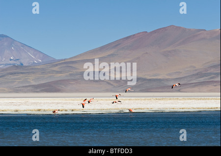 Die Anden Flamingo (Phoenicopterus Andinus) Herde zieht von Laguna Santa Rosa Parque Nacional Nevado Tres Cruces Chile Stockfoto