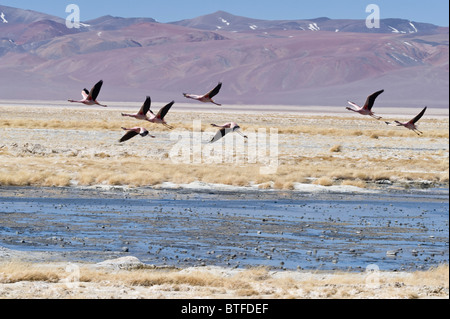 Die Anden-Flamingos (Phoenicopterus Andinus) fliegen auf 3800 m Höhe über der Laguna Santa Rosa Nevado Tres Cruces Chile N.P. Stockfoto