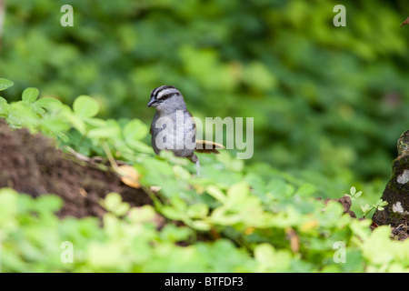 Schwarz gestreift Sparrow (Arremonops Conirostris Striaticeps) Stockfoto