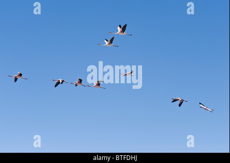 Die Anden-Flamingos (Phoenicopterus Andinus) überfliegen auf 3800 m Höhe Laguna Santa Rosa Parque Nacional Nevado Tres Cruces Stockfoto