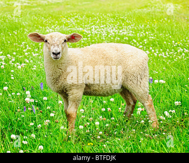 Süße lustige Schaf oder Lamm in der grünen Wiese Stockfoto