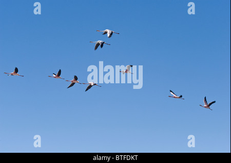 Die Anden-Flamingos (Phoenicopterus Andinus) überfliegen auf 3800 m Höhe Laguna Santa Rosa Parque Nacional Nevado Tres Cruces Stockfoto