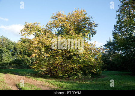 Sweet Chestnut Tree, Castanea sativa, Suffolk, Großbritannien Stockfoto