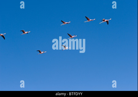 Die Anden-Flamingos (Phoenicopterus Andinus) überfliegen auf 3800 m Höhe Laguna Santa Rosa Parque Nacional Nevado Tres Cruces Stockfoto