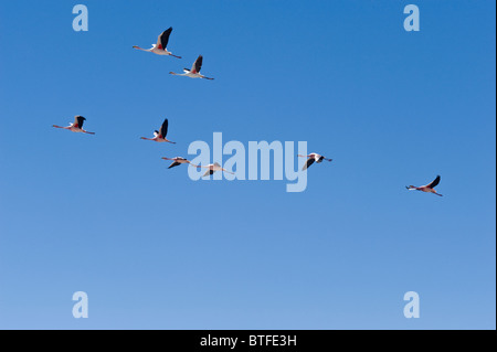 Die Anden-Flamingos (Phoenicopterus Andinus) überfliegen auf 3800 m Höhe Laguna Santa Rosa Parque Nacional Nevado Tres Cruces Stockfoto