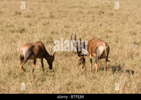 Topi (Damaliscus Lunatus) Masai Mara National Nature Reserve, Kenia, Ostafrika Stockfoto