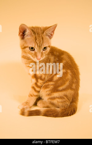 Studioaufnahme von Ginger Tom Kitten Tabby Katze sitzend und mit Blick auf Kamera Stockfoto