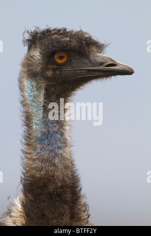 männliche Emu (Dromaius Novaehollandiae) Kopf-Porträt Stockfoto