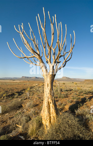 Köcher Baum Wald Namaqualand Northern Cape in Südafrika Stockfoto
