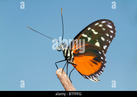 Tiger Longwing (Heliconius Aigeus). Stockfoto