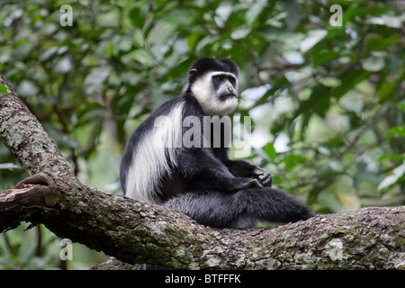 Östlicher Schwarz-Weiß-Colobus (Colobus guereza) in einem Baum, Kakamega Forest, Kenia. Stockfoto