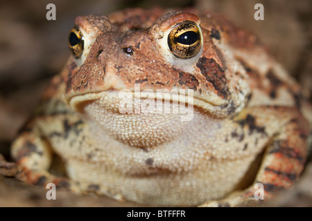 Amerikanische Kröte (Bufo americanus), Porträt, Georgia, USA Stockfoto